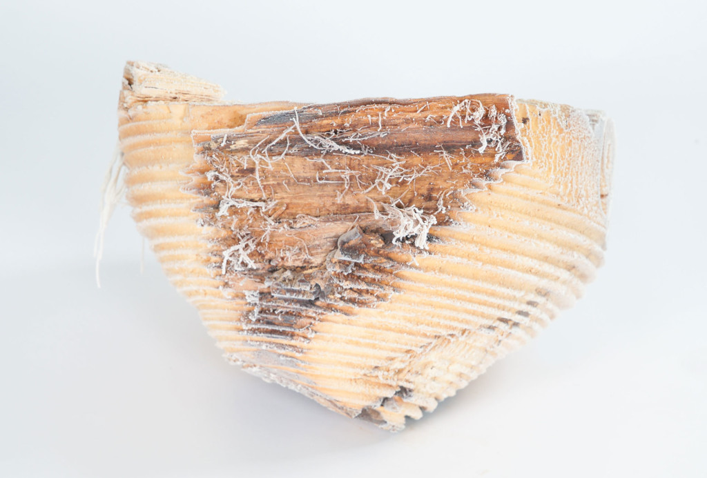 Object. Walnut tree. H 28 cm x ø 45 cm.