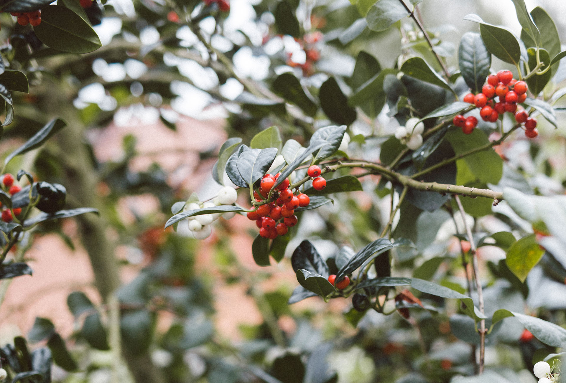 4677__Niessing_Art_Aurea_