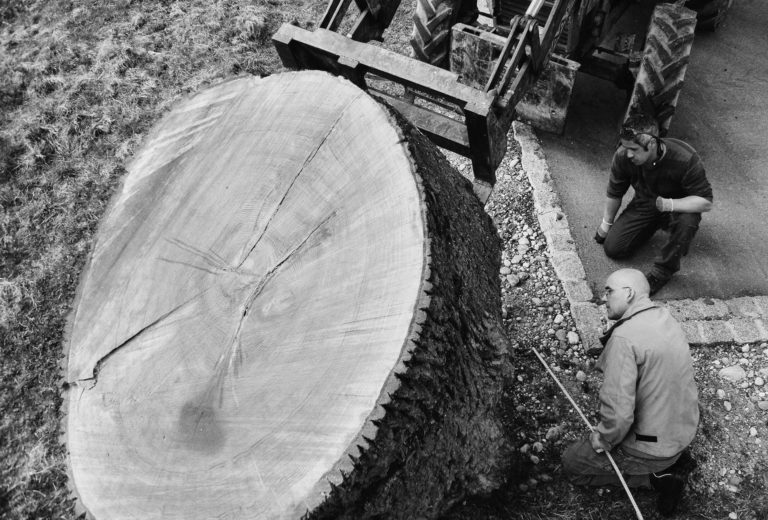 Ernst Gamperl, <em>Lebensbaum I</em>, Anschnitt. Foto NiklasGoslar.